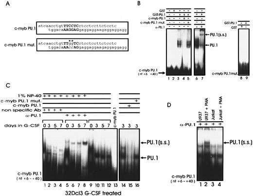 Fig. 7. PU.1 interacts with a PU box in the c-myb promoter. (A) Wild-type and mutated sequences of the PU box–containing oligonucleotides corresponding to nucleotides +6 to +40 of the human c-myb promoter. The mutated nucleotides are indicated by asterisks. (B) EMSA of PU.1 binding to the c-myb promoter. The double-stranded c-myb wild-type oligonucleotide was 32P-labeled and incubated with GST protein (lane 2), GST-PU.1 recombinant fusion protein (lanes 3 and 6), GST-PU.1 in the presence of a 100-fold molar excess of wild-type (lane 4) or mutated (lane 5) unlabeled probe, and GST-PU.1 in the presence of the anti-PU.1 antibody (lane 7). (B) EMSA were also performed with GST or GST-PU.1 and the PU box–mutated c-myb promoter fragment as probe (lanes 8 and 9). (C) EMSA performed with whole cell extracts from G-CSF–treated 32Dcl3 cells and PU box–containing c-myb double-stranded oligonucleotide as probe. Binding was performed in the presence of an anti-PU.1 antibody (lanes 5 to 8) or in the presence of a nonrelated rabbit polyclonal antibody (lanes 1 to 5). Binding was also performed in the presence of a 100-fold molar excess of either unlabeled wild-type or mutated PU box–containing c-myb double-stranded oligonucleotide used as specific or nonspecific competitor (lanes 15 and 16), respectively. (D) EMSA with whole cell extracts from U937 and Jurkat cells were performed as controls (lanes 1 to 4). PU.1 indicates the DNA/PU.1 protein complex; PU.1(ss) indicates the supershifted DNA-PU.1/anti-PU.1 Ab complex.