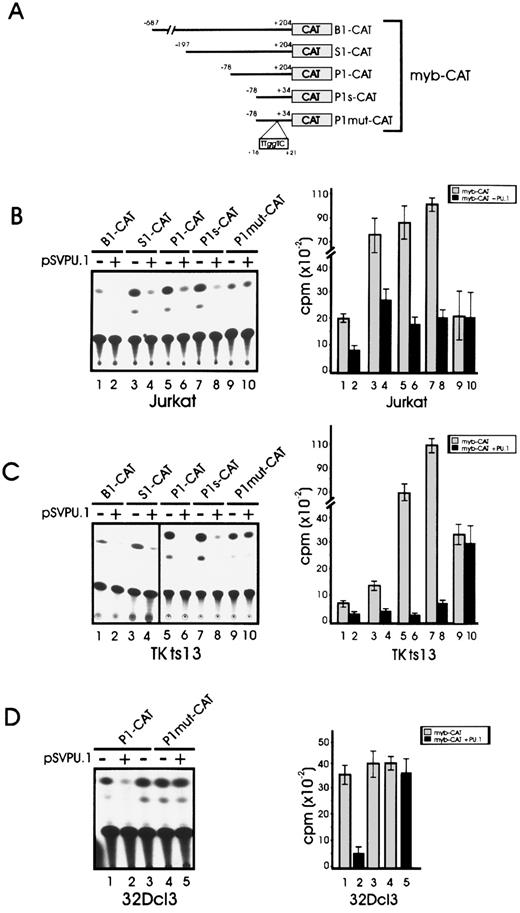 Fig. 8. PU.1 represses transcription driven by the c-myb promoter. (A) Schematic representation of c-myb promoter-CAT constructs used for transient transfection CAT assays. Numbering is relative to nucleotide +1.19 Location of the mutated PU.1 binding site is shown. (B) CAT activity in Jurkat cells transiently cotransfected with the c-myb-CAT constructs (wild-type and mutated) and a PU.1 expression vector (lanes 2, 4, 6, 8, and 10) or the empty vector (lanes 1, 3, 5, 7, and 9). (C) CAT activity in Tk−ts13 hamster fibroblasts transiently cotransfected with the c-myb–CAT constructs (wild-type and mutated) and a PU.1 expression vector (lanes 2, 4, 6, 8, and 10) or the empty vector (lanes 1, 3, 5, 7, and 9). Error bars indicate ±SD for three independent experiments. (D) CAT activity in 32Dcl3 cells transiently transfected with wild-type P1-CAT (lane 1) or mutant P1mut-CAT (lane 3) c-myb promoter in the presence of pSVPU.1 (lanes 2 and 5) or of pSV vector (lane 3).