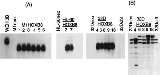 Fig. 1. Establishment of cell lines that ectopically express HOX-B8. (A) Northern blot analysis of HOX-B8 expression in M1, HL-60, and 32Dcl3 derivatives, established following transfection with either pMLV or pMLV-HOX-B8, and WEHI-3B. 10 μg of total RNA was analyzed by Northern blots as described in Materials and Methods. (B) Southern blot analysis of genomic DNA from parental 32Dcl3, 32Dneo, and 32DHOX-B8 clones. Genomic DNA (l0 μg) was digested with EcoRI, resolved on a 1% agarose gel, transferred to Gene Screen Plus (NEN), and hybridized to a murine HOX-B8 cDNA probe.