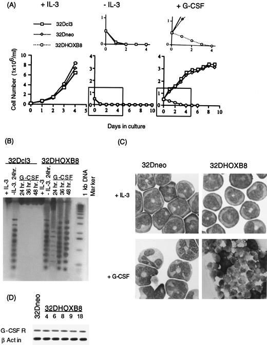 Fig. 2. Growth and differentiation characteristics of parental 32Dcl3, 32Dneo, and 32DHOX-B8 cells in the presence of IL-3 or G-CSF. (A) Growth kinetics in culture medium supplemented with either IL-3 (10% WEHI-3B conditioned medium), no supplements (−IL-3), or G-CSF (10 ng/mL). Cells were seeded as indicated in Materials and Methods, and viable cell numbers were determined by trypan blue dye exclusion, with counting in a hemocytometer. An enlarged copy of each of the regions demarcated by a box is shown above the appropriate curve for −IL-3 and +G-CSF. (B) DNA fragmentation analysis in parental 32Dcl3 and 32DHOX-B8 in the presence of IL-3, after IL-3 withdrawal for 24 hours, and after treatment with G-CSF for indicated times. (C) Photomicrographs (original magnification × 400) of 32Dneo and 32DHOX-B8 cells stained with May-Grünwald-Giemsa in the presence of IL-3, or following treatment with G-CSF (9 days for 32Dneo and 2 days for 32DHOX-B8). (D) G-CSFR expression in 32Dneo and 32DHOX-B8 clones. Analysis was done by RT-PCR as described in Materials and Methods. In all cases, three 32Dneo clones (clones 3, 7, and 11) and five 32DHOX-B8 clones (clones 4, 6, 8, 9, and 18) were examined, in which data are presented for 32Dneo clone 3 and 32DHOX-B8 clone 18, unless otherwise indicated. Parental and all 32Dneo clones examined behaved similarly.
