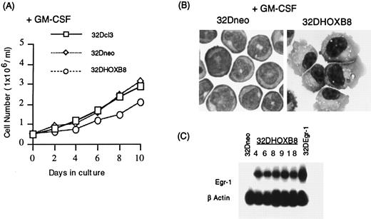 Fig. 3. Growth and differentiation characteristics of parental 32Dcl3, 32Dneo, and 32DHOX-B8 cells in the presence of GM-CSF. (A) Growth kinetics in culture medium supplemented with GM-CSF (10 ng/mL). Cells were seeded as indicated in Materials and Methods, and viable cell numbers were determined by trypan blue dye exclusion, with counting in a hemocytometer. (B) Photomicrographs (original magnification × 400) of 32Dneo and 32DHOX-B8 in the presence of GM-CSF for 10 days. (C) Egr-1 expression in 32Dneo, 32DHOX-B8, and 32DEgr-1 (clone 2) cells. Analysis was performed by Northern blots, using 10 μg of total RNA per lane. In all cases, three 32Dneo clones (clones 3, 7, and 11) and five 32DHOX-B8 clones (clones 4, 6, 8, 9, and 18) were examined; data are presented for 32Dneo clone 3 and 32DHOX-B8 clone 18, unless otherwise indicated. Parental and all 32Dneo clones examined behaved similarly.