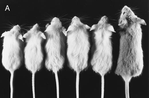 Fig. 1. Growth retardation of fit1 mutants. (A) Representative fit1 mutants, each expressing one of the five fit1 alleles, shown with one wild-type littermate (far right). The genotypes of the mice, beginning at the left, are: c fit14397SB/c26DVT; c fit1494SB/c26DVT; c fit1764SB/c26DVT; c fit13452SB/c26DVT; c fit14226SB/c26DVT; and cch +/c26DVT. All mice shown are 26 days old. The wild-type littermate is from the mating that generated the fit1494SB mutant shown. (B) Growth curves of fit1 mutants and wild-type littermates (cch +/cch +). The graph shows the mean weight of each group of mice (mutants or wild-type) plotted versus the day of weight measurement (the date of birth was designated day 0).