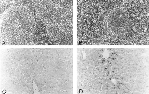 Fig. 2. Histology of spleen and liver from fit1 mutant mice. (A and B) Photomicrographs of hematoxylin and eosin-stained sections of (A) wild-type littermate (cch +/cch +) and (B) fit14397SB spleen. Erythroid precursors (darker staining cells) appear to be present in larger numbers in the fit1 mutant spleen, and in the mutant spleen, the white pulp areas appear smaller and less well defined. (C and D) Photomicrographs of Prussian blue stained sections from wild-type littermate liver (C) and fit14397SB mutant liver (D). Increased iron stores can be seen in the fit1 mutant liver as dark staining within several cells.
