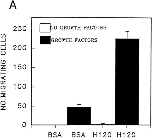 Fig. 4. (A) Migration of CD34 cells from a peripheral blood stem cell harvest over 16 hours at 37°C through filters coated with H120 15 μg/mL and BSA with and without a mixture of SCF 100 ng/mL, IL-3 10 ng/mL, G-CSF 500 ng/mL, and IL-6 200 U/mL. Migration was increased with H120 compared with BSA (P = .01) in the presence of growth factors. (B) Migration of CD34 cells over 16 hours through filters coated with BSA, H120, and H0 at 15 μg/mL with the mixture of growth factors used in (A). Migration was increased with H120 compared with BSA (P < .001) and H0 (P < .001).