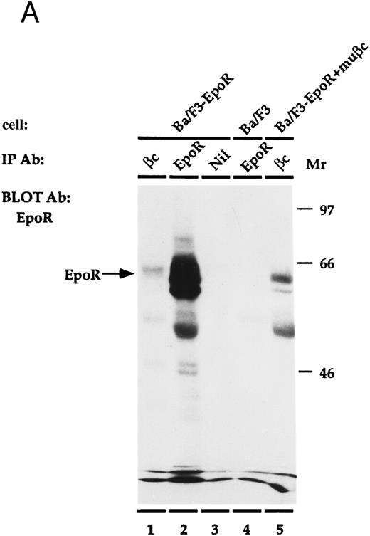 Fig. 4. (A) Coimmunoprecipitation of EpoR with β. Ba/F3, Ba/F3-EpoR, and Ba/F3-EpoR+ βc cells were incubated with Epo, and the solubilized proteins were immunoprecipitated with anti-EpoR (n-terminus), anti-β, or control antibody. After gel electrophoresis the immunoprecipitated proteins were transferred to nitrocellulose and blotted with antibody against EpoR c-terminus. Ba/F3-EpoR immunoprecipitated with antibody against β (lane 1), antibody against EpoR (lane 2), or control antibody (lane 3). Ba/F3 immunoprecipitated with anti-EpoR (lane 4). Ba/F3-EpoR+ βc immunoprecipitated with antibody against β(lane 5). Bands corresponding to EpoR were observed when EpoR expressing cells were immunoprecipitated with antibody against either EpoR or β. (B) Coimmunoprecipitation of β with EpoR. Ba/F3-EpoR+ βc cells were cultured without growth factor for 8 hours and then incubated in medium alone (lanes 1, 2, and 4) or medium containing Epo (50 U/mL) for 15 minutes (lane 3). The solubilized proteins were immunoprecipitated with either antibodies to the n-terminus of the EpoR (lanes 1 to 3) or monoclonal antibody to β (lane 4). After SDS-PAGE (7.5% acrylamide), the separated proteins were transferred to nylon membrane and immunoblotted with EpoR antibody (lane 1) or with polyclonal rabbit antibody against βc (lanes 2, 3, and 4). Bands corresponding to β were observed to similarly coimmunoprecipitate with EpoR in the presence or absence of Epo.