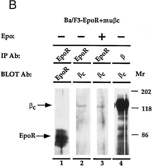 Fig. 4. (A) Coimmunoprecipitation of EpoR with β. Ba/F3, Ba/F3-EpoR, and Ba/F3-EpoR+ βc cells were incubated with Epo, and the solubilized proteins were immunoprecipitated with anti-EpoR (n-terminus), anti-β, or control antibody. After gel electrophoresis the immunoprecipitated proteins were transferred to nitrocellulose and blotted with antibody against EpoR c-terminus. Ba/F3-EpoR immunoprecipitated with antibody against β (lane 1), antibody against EpoR (lane 2), or control antibody (lane 3). Ba/F3 immunoprecipitated with anti-EpoR (lane 4). Ba/F3-EpoR+ βc immunoprecipitated with antibody against β(lane 5). Bands corresponding to EpoR were observed when EpoR expressing cells were immunoprecipitated with antibody against either EpoR or β. (B) Coimmunoprecipitation of β with EpoR. Ba/F3-EpoR+ βc cells were cultured without growth factor for 8 hours and then incubated in medium alone (lanes 1, 2, and 4) or medium containing Epo (50 U/mL) for 15 minutes (lane 3). The solubilized proteins were immunoprecipitated with either antibodies to the n-terminus of the EpoR (lanes 1 to 3) or monoclonal antibody to β (lane 4). After SDS-PAGE (7.5% acrylamide), the separated proteins were transferred to nylon membrane and immunoblotted with EpoR antibody (lane 1) or with polyclonal rabbit antibody against βc (lanes 2, 3, and 4). Bands corresponding to β were observed to similarly coimmunoprecipitate with EpoR in the presence or absence of Epo.