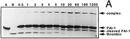 Fig. 1. Time course of PAI-1 cleavage by thrombin and of thrombin/PAI-1 complex formation. Thrombin (600 nmol/L) and PAI-1 (3,600 nmol/L) were incubated at 37°C as described under the Experimental Procedures. At the indicated time points aliquots were withdrawn and subjected to 10% (wt/vol) SDS-polyacrylamide gel electrophoresis, stained with Coomassie Brilliant Blue (A). The indicated reaction products were quantified by densitometry and the amounts obtained were expressed as percentage of maximum intensity observed for each individual band (B). The lines represent the outcome of nonlinear regression analysis, according to a single-exponential reaction mechanism. The rate of disappearance of the thrombin band yields a second-order rate constant for inhibition of 9.8 × 102 L mol−1 s−1. (A) “A” represents PAI-1; “B” represents thrombin. Times were as indicated (min). (B) (○), thrombin; (▪), cleaved PAI-1; (▴), PAI-1/thrombin complex.