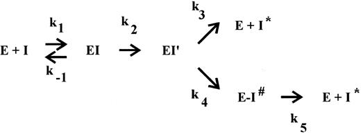 Fig. 2. The branched pathway of a suicide substrate mechanism. The inhibitor (I) forms a reversible complex (EI) with its target serine protease (E), characterized by the bimolecular rate constant k1 and the dissociation rate constant k−1 . Subsequently, an intermediate complex (EI′) is formed, which can convert with a rate constant k4 into the SDS-stable complex E-I# or it can react according to a substrate mechanism, resulting in free enzyme and cleaved inhibitor (I*) with the corresponding rate constant k3 . The partition ratio (r = k3/k4 ) represents the number of catalytic turnovers per inactivation event, 1 + r is the apparent stoichiometry. Finally, the stable bimolecular complex (E-I#) can dissociate with a rate constant k5 into the free active enzyme (E) and cleaved, inactive inhibitor (I*).