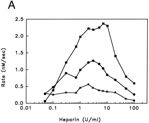 Fig. 3. Inhibition of thrombin by PAI-1 in the presence of heparin. (A) Initial rates of thrombin (36.6 nmol/L) inhibition in the presence of heparin and PAI-1 (concentrations as indicated), were determined. Initial rates were corrected for the presence of DAPA (182.9 nmol/L) as described under Experimental Procedures. (▴), 190 nmol/L PAI-1; (•), 570 nmol/L PAI-1; (▪), 1,476 nmol/L PAI-1. (B) Initial rates of thrombin (30 nmol/L) inhibition by increasing concentrations of PAI-1 (100 to 1,800 nmol/L) were measured at a fixed concentration of heparin (0.17 U/mL; 60 nmol/L) and corrected for the presence of DAPA (370.4 nmol/L) as described under Experimental Procedures. (C) Initial reaction rates were measured at fixed concentrations of heparin (0.17 U/mL; 60 nmol/L), PAI-1 (1 μmol/L), and DAPA (150 nmol/L) at various concentrations of thrombin. Rates were corrected for the presence of DAPA, according to equation (2), as described under Experimental Procedures. The linear increase in the double-logarithmic plot of rate versus thrombin exhibits a slope of 1.0, indicating that the reaction is first-order with respect to thrombin. The inset shows the relation between fractional lifetime (t1/3 ) as a function of thrombin concentration. The inflection point indicates a transition from first-order to zero-order kinetics with respect to thrombin concentration, as a result of saturation of the heparin template. For further details see Experimental Procedures.