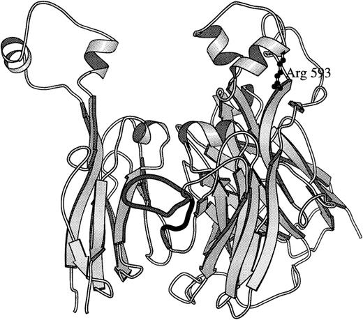 Fig. 5. Molecular model based on ceruloplasmin structure. A secondary structure drawing, using MOLSCRIPT,31 of relative positions of homologous factor VIII residues in the human ceruloplasmin structure27 is presented. The two β-barrel structures that compose the A2 domain (residues 380 through 711 in factor VIII) are viewed in a vertical presentation (perpendicular to the main axes of the barrel structures) on the right. Arg593 is drawn in ball and stick form extending down from a helical portion of the top loop of the second β-barrel structure of the A2 domain. The second β-barrel of the A1 domain (residues 183-329) is on the left to show the packing of the A2 domain's epitope side loop (residues 484-508)16 that is predominantly between the A1 and A2 domains as shown in the darkly shaded ribbon (residues 482-501). In ceruloplasmin, corresponding side loops from A1 and A3 domains pack between the β-barrels and may stabilize A domain interactions. Broad arrows indicate the orientation of β-pleated sheets; spiral ribbons, α-helices; narrow ribbon cords, turns and coil structures.