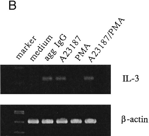 Fig. 1. IL-3 production by stimulated 185-4 cells. (A) The 185-4 cells were cultured with medium alone, aggregated IgG (50 μg/mL), calcium ionophore A23187 (250 ng/mL), PMA (100 ng/mL), or a combination of A23187 and PMA. After 3 hours, culture supernatants were dialyzed. IL-3 was measured in each sample by a bioassay using IL-3–dependent cells as described in Materials and Methods. Data represent the means ± standard deviation (SD) of five replicates. (B) RT-PCR analysis of IL-3 production by 185-4 cells. The 185-4 cells were cultured with each stimulator for 3 hours. Total RNA (5 μg) from the cells was reverse transcribed and PCR amplified as described. PCR products were resolved in 2% agarose gel and visualized by staining with ethidium bromide.