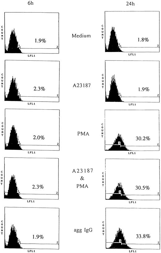Fig. 3. CD95 induction on stimulated 185-4 cells. The 185-4 cells were cultured with medium alone, aggregated IgG (50 μg/mL), A23187 (250 ng/mL), PMA (100 ng/mL), or a combination of A23187 and PMA. After 6 and 24 hours, cells were stained using anti-CD95 MoAb (Jo-2) followed by FITC-conjugated goat F(ab′) of anti-hamster IgG Ab. As the negative control of Jo-2 MoAb, cells were stained with normal hamster IgG and the CD95 negative (1) or positive (2) region was set. The percentages of CD95+ cells were determined using an EPICS PROFILE flow cytometer. A representative of three experiments is shown.