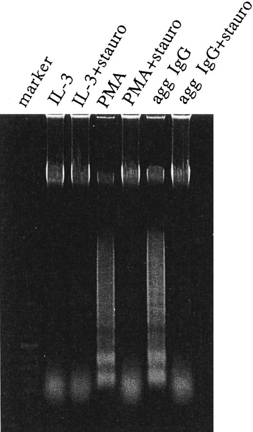 Fig. 7. Induction of oligonucleosomal DNA fragmentation. The 185-4 cells were cultured with aggregated IgG (50 μg/mL), PMA (100 ng/mL), or rIL-3 (50 U/mL) with or without staurosporine. After 24 hours, 5 × 106 cells were exposed to 1 μg/mL of Jo-2 MoAb. After a 24-hour incubation, cells were collected and DNA was extracted as described in Materials and Methods. DNA (5 μg) from each sample was resolved in 1% agarose gel and visualized by staining with ethidium bromide.