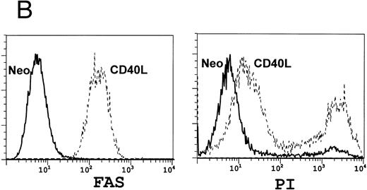 Fig. 3. Coculture of A20 cells with fibroblasts expressing CD40L upregulates antigen expression. A total of 106 lymphoblastoid A20 cells were cocultured with 2 × 105 fibroblasts expressing either the neo gene as a control (solid line) or CD40L (broken line). After 3 days of culture, A20 cells were examined for surface antigen expression using FACS analysis. (A) Shows upregulation of B7.1 and of MHC Class I and II, while (B) shows upregulation of FAS (left panel) with a consequent increase in A20 cell death on addition of the FAS-binding antibody Jo-2 (right panel).