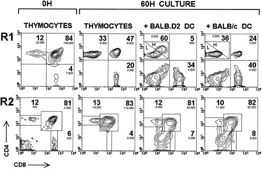 Fig. 3. Deletion of αβ TCR transgenic DP thymocytes by thymic DC. CD4 versus CD8 expression in R1 and R2 of αβ TCR transgenic thymocytes uncultured or cultured for 60 hours alone or with thymic DC isolated from BALB.D2 mice or nontransgenic BALB/c littermate mice. The percentage (large figures) and the absolute number per well (small figures) are indicated for each thymocyte subset. The absolute number of DP and SP thymocytes has been obtained by multiplying the total number of cells per well by the percentage of viable cells, and by the percentage of each thymocyte subset calculated within the total viable cell population. The percentages shown correspond to corrected values, which have been calculated considering DP plus CD4+ SP plus CD8+ SP equals 100%, ie, excluding DC and DN thymocytes, to allow the direct comparison of the results obtained in different experimental conditions. The percentage of CD4high SP cells was 50% with BALB.D2 thymic DC and 6% with BALB/c thymic DC. H is CD4high SP cells; L is CD4low SP cells. The experiment shown is representative of a series of four experiments with similar results.
