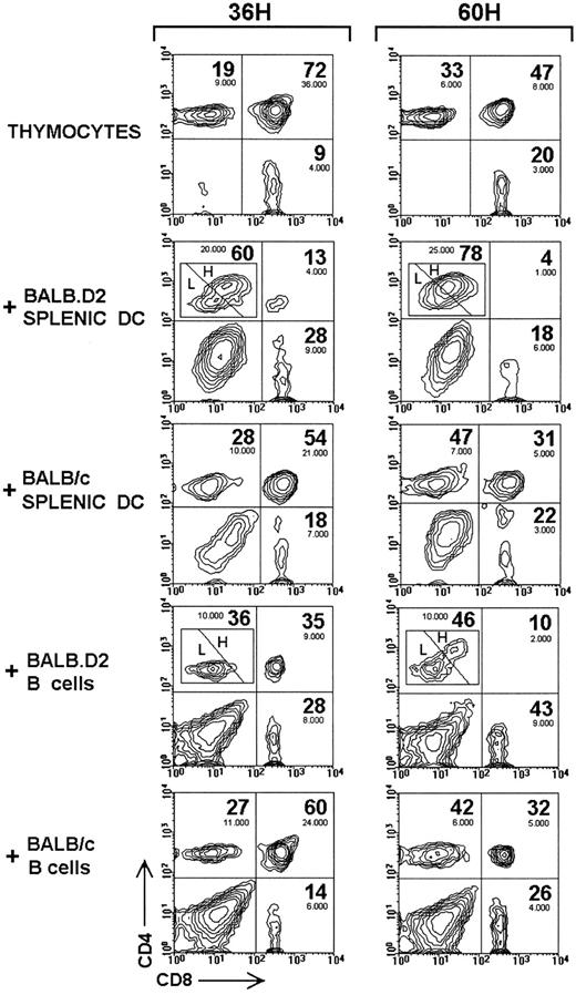Fig. 4. Comparison of the deletion of αβ TCR transgenic DP thymocytes induced by different APC from BALB.D2 or BALB/c mice. CD4 versus CD8 expression in R1 of control viable αβ TCR transgenic thymocytes cultured for 36 hours or 60 hours alone or with splenic DC and B cells from BALB.D2 or BALB/c mice. The percentage of CD4high SP thymocytes (H) at 36 hours and 60 hours was 63% and 75%, respectively with BALB.D2 splenic DC, and 8% and 35% with BALB.D2 splenic B cells. The absolute number of DP and SP thymocytes has been obtained by multiplying the total number of cells per well by the percentage of viable cells, and by the percentage of each thymocyte subset calculated within the total viable cell population. The percentages shown correspond to corrected values, which have been calculated considering DP plus CD4+SP plus CD8+SP equals 100%, ie, excluding DC or B cells and DN thymocytes. The experiment shown is representative of a series of four experiments with similar results.