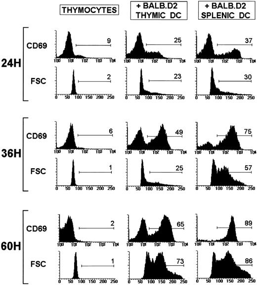Fig. 5. CD69 expression and FSC profiles of viable CD4+ SP thymocytes after culture of TCR transgenic thymocytes alone or with BALB.D2 thymic or splenic DC for 24, 36, and 60 hours. The cells were triple stained with tricolor-conjugated anti-CD4, FITC-conjugated anti-CD8, and biotin-conjugated anti-CD69 followed by streptavidin-PE. The percentage of CD69+ CD4+ SP cells and the percentage of CD4+ SP blasts (cells with FSC < 100) are shown. The experiment shown is representative of a series of three experiments with similar results.