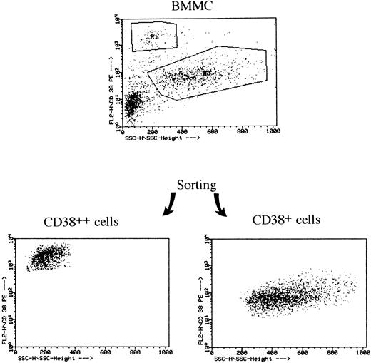 Fig. 1. Sorting of CD38++ and CD38+ cells from BMMCs of an MM patient. BMMCs were stained with PE-conjugated CD38 MoAb and sorting was performed with a FACS Vantage flow cytometer.