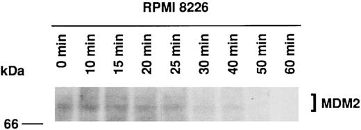 Fig. 3. Half-life of MDM2 in RPMI 8226 MM cells. RPMI 8226 MM cells (1.0 × 106 cells/mL) were cultured for 4 hours in methionine-free RPMI-1640 with L-glutamine medium supplemented with 10% dialyzed FBS, followed by culturing for 2 hours in the same medium supplemented with 50 μCi/mL 35S-methionine. Cells were next cultured in RPMI 1640 with L-glutamine medium supplemented with 10% FBS, and samples of equal volume were withdrawn at 0, 10, 15, 20, 25, 30, 40, 50, and 60 minutes. Expression of labeled MDM2 was determined by immunoprecipitation of cell lysates with 1.0 μg SMP14 anti-MDM2 MoAb followed by SDS-PAGE on an 8% gel, transfer to a PVDF membrane, and autoradiography over 10 days without an image-intensifying screen. The half-life of MDM2 was 25 minutes.