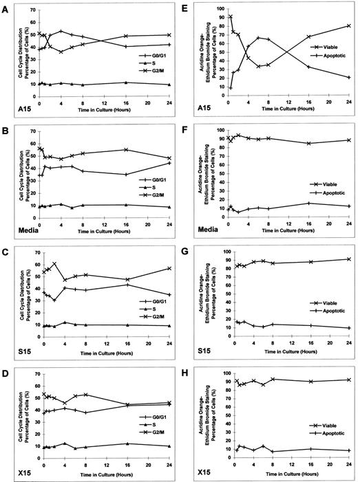 Fig. 5. Effect of culture with MDM2 antisense ODN on cell-cycle distribution and apoptosis in RPMI 8226 MM cells. RPMI 8226 MM cells were cultured with MDM2 antisense ODN (A15), media alone, MDM2 sense ODN (S15), or MDM2 scrambled ODN (X15) at concentrations of 1.0 μmol/L for up to 24 hours, without replenishment of ODNs. Cell-cycle distribution (A to D) was defined by PI staining and flow cytometric analysis. The percentage of apoptotic cells (E to H) was determined by acridine orange–ethidium bromide staining.