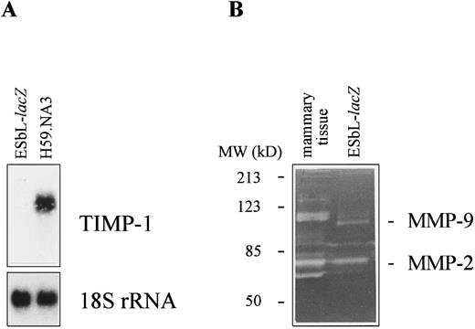 Fig. 2. Lack of Timp-1 mRNA expression and presence of gelatinase activity in conditioned media of ESbL-lacZ cells. (A) Total RNA isolated from ESbL-lacZ or H59.NA3 (Lewis lung carcinoma used as positive control) cells was analyzed by Northern blotting. Lower panel shows the loading control, 18S rRNA. (B) Zymographic analysis was performed using 5 μg protein from mammary tissue or freshly collected ESbL-lacZ–conditioned media. Mouse mammary tissue served as a positive control for enzymatic activity. 92-kD gelatinase A (MMP-9) and 72-kD gelatinase B (MMP-2) are indicated.