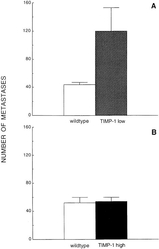 Fig. 5. Quantification of experimental liver metastasis in Timp-1low and Timp-1high mice. Macroscopic foci were counted 8 days after intravenous injection of 1 × 105 ESbL-lacZ cells in Timp-1low (A) and Timp-1high (B) mice following whole-organ X-Gal staining. The numerous micrometastases in Timp-1low mice are not included in this quantification.