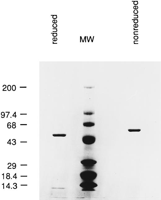 Fig. 2. SDS-PAGE analysis of purified RFB4(dsFv)PE38. A total of 2 μg of immunotoxin were loaded in each lane. Reduced: RFB4(dsFv)PE38 was reduced with 10 mmol/L DTT. The variable portion of the heavy chain fused with PE38 migrated with an apparent molecular mass of 48 kD. The light chain migrated faster than the 14.3 kD standard. MW, molecular mass standards. Nonreduced: nonreduced RFB4(dsFv)PE38 migrated with an apparent molecular mass of 58 kD.