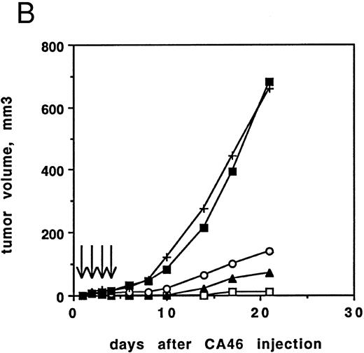 Fig. 6. (A) Antitumor activity of RFB4(dsFv)PE38. Athymic nude mice irradiated on day −3 were inoculated with 107 CA46 cells on day 0. Beginning on day 1, injections of 5, 2, or 1 μg RFB4(dsFv)PE38 or PBS/0.2% BSA were given every day for four doses. Tumor growth was monitored by measuring tumor volume and is expressed as the average tumor volume of each group. Control mice were killed before the end of the 21-day observation period because their tumor volumes would have exceeded humane limits. (□), 5 μg; (▴), 2 μg; (○), 1 μg; (▪), PBS/0.2% BSA diluent control. Data are from one of two experiments that gave similar results. (B) Antitumor activity of RFB4(dsFv)PE38. Athymic nude mice irradiated on day −4 were inoculated with 5 × 106 CA46 cells on day 0. Beginning on day 1, injections of 5, 3, or 1 μg RFB4(dsFv)PE38, 5 μg nonrelevant control dsFv-PE38 immunotoxin, or PBS/0.2% BSA diluent were given every day for four doses. Tumor growth was monitored by measuring tumor volume and is expressed as the average tumor volume of each group. (□), 5 μg; (▴), 3 μg; (○), 1 μg; (+), 5 μg nonrelevant control dsFv-PE38 immunotoxin; (▪), PBS/0.2% BSA diluent control. Data are from one of two experiments that gave similar results.