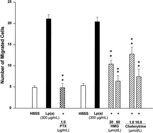 Fig. 3. Effect of pretreatment with PTX (1 μg/mL) for 90 minutes and effects of the protein kinase C inhibitors HMG and chelerythrine on human monocyte migration elicited by Lp(a) (300 μg/mL). HBSS shows random cell migration in the absence of the chemoattractant Lp(a). **P < .01 versus appropriate Lp(a) control. Cell numbers are expressed as mean ± SEM per high-power field of four independent experiments.