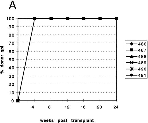 Fig. 1. Reconstitution of mice injected with either mutant or normal marrow. The percentage isotype Gpi1b was determined for normal recipient mice (genotype: C57BL6/J-+hbd/+hbd, Gpi1a/Gpi1a, Igha/Igha, Thy1a/Thy1a ) that were transplanted with either HBD or normal marrow. Identification numbers for individual mice are indicated at the right of each graph. (A) Leukocyte reconstitution for recipients of normal marrow. (B) Leukocyte reconstitution for recipients of mutant marrow. (C) RBC reconstitution for recipients of normal marrow. (D) RBC reconstitution for recipients of mutant marrow.
