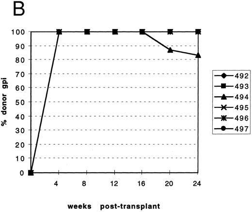 Fig. 1. Reconstitution of mice injected with either mutant or normal marrow. The percentage isotype Gpi1b was determined for normal recipient mice (genotype: C57BL6/J-+hbd/+hbd, Gpi1a/Gpi1a, Igha/Igha, Thy1a/Thy1a ) that were transplanted with either HBD or normal marrow. Identification numbers for individual mice are indicated at the right of each graph. (A) Leukocyte reconstitution for recipients of normal marrow. (B) Leukocyte reconstitution for recipients of mutant marrow. (C) RBC reconstitution for recipients of normal marrow. (D) RBC reconstitution for recipients of mutant marrow.