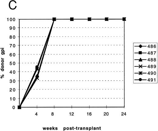 Fig. 1. Reconstitution of mice injected with either mutant or normal marrow. The percentage isotype Gpi1b was determined for normal recipient mice (genotype: C57BL6/J-+hbd/+hbd, Gpi1a/Gpi1a, Igha/Igha, Thy1a/Thy1a ) that were transplanted with either HBD or normal marrow. Identification numbers for individual mice are indicated at the right of each graph. (A) Leukocyte reconstitution for recipients of normal marrow. (B) Leukocyte reconstitution for recipients of mutant marrow. (C) RBC reconstitution for recipients of normal marrow. (D) RBC reconstitution for recipients of mutant marrow.