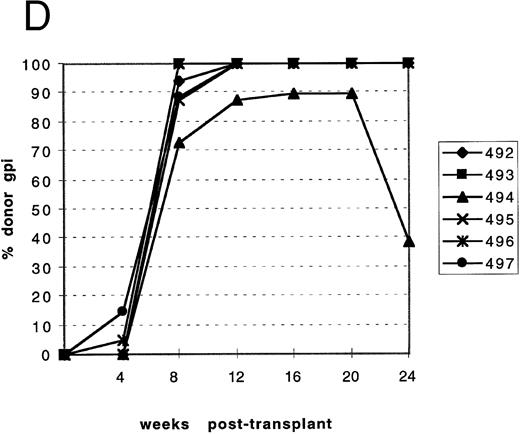 Fig. 1. Reconstitution of mice injected with either mutant or normal marrow. The percentage isotype Gpi1b was determined for normal recipient mice (genotype: C57BL6/J-+hbd/+hbd, Gpi1a/Gpi1a, Igha/Igha, Thy1a/Thy1a ) that were transplanted with either HBD or normal marrow. Identification numbers for individual mice are indicated at the right of each graph. (A) Leukocyte reconstitution for recipients of normal marrow. (B) Leukocyte reconstitution for recipients of mutant marrow. (C) RBC reconstitution for recipients of normal marrow. (D) RBC reconstitution for recipients of mutant marrow.