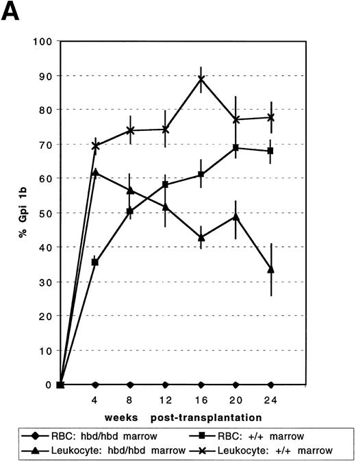Fig. 2. Competitive repopulation of HBD and normal marrow against normal congenic marrow. In two independent experiments (A and B), mixtures of either mutant and congenic or normal and congenic marrow were injected into irradiated C57BL6/J-+hbd/+hbd, Gpi1a/Gpi1a, Igha/Igha, Thy1a/Thy1a recipient mice. The percentage of isotype Gpi1b in the peripheral RBCs and leukocytes indicated the competitive ability of the mutant or normal marrows compared with congenic marrow. Data points indicate the mean for mixtures as indicated under the figure. Error bars represent the SEM. In (A), n = 6 for both the normal:congenic mix and HBD:congenic mixes. The P value for the leukocytes for the HBD:congenic versus the normal:congenic was .0007 at 24 weeks posttransplantation. In (B), n = 6 for normal:congenic and HBD:congenic mixes. At 16 weeks, n = 5 and at 24 weeks n = 4 for normal:congenic mix. The P value for HBD:congenic versus normal:congenic leukocytes was 0.27 at 24 weeks.