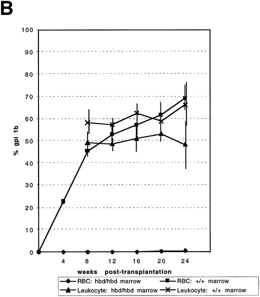 Fig. 2. Competitive repopulation of HBD and normal marrow against normal congenic marrow. In two independent experiments (A and B), mixtures of either mutant and congenic or normal and congenic marrow were injected into irradiated C57BL6/J-+hbd/+hbd, Gpi1a/Gpi1a, Igha/Igha, Thy1a/Thy1a recipient mice. The percentage of isotype Gpi1b in the peripheral RBCs and leukocytes indicated the competitive ability of the mutant or normal marrows compared with congenic marrow. Data points indicate the mean for mixtures as indicated under the figure. Error bars represent the SEM. In (A), n = 6 for both the normal:congenic mix and HBD:congenic mixes. The P value for the leukocytes for the HBD:congenic versus the normal:congenic was .0007 at 24 weeks posttransplantation. In (B), n = 6 for normal:congenic and HBD:congenic mixes. At 16 weeks, n = 5 and at 24 weeks n = 4 for normal:congenic mix. The P value for HBD:congenic versus normal:congenic leukocytes was 0.27 at 24 weeks.
