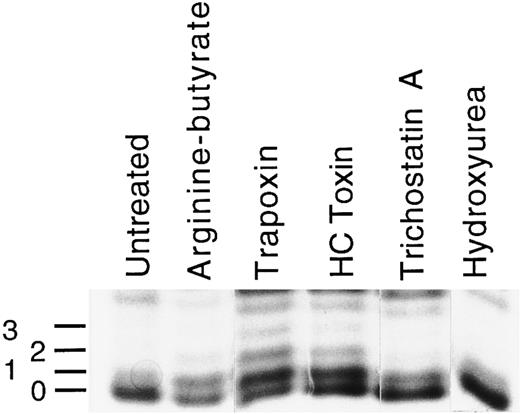 Fig. 2. Histone acetylation in K562 cells after treatment with butyrate, histone deacetylase inhibitors, or hydroxyurea. Cells were treated for 24 hours with the arginine-butyrate (1 mmol/L), trapoxin (2.5 nmol/L), HC toxin (10 nmol/L), trichostatin A (0.5 μmol/L), or hydroxurea (1 mmol/L), after which histones were isolated (see Materials and Methods) and fractionated on acid/urea gels. A gel stained with Coomassie blue is shown. The identities of the H4 bands were verified by protein microsequencing. The lowest band in each lane is unacetylated H4, and the numbers to the left indicate the number of acetylated lysines in each of the higher bands.