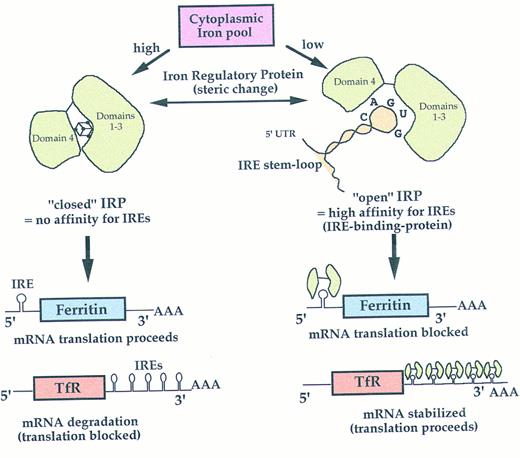 Fig. 1. Iron-dependent coordinated control of ferritin and transferrin receptor expression at the translational level. IRP changes its binding affinity for the IRE depending on intracellular iron availability. IREs are a family of stem-loop sequences capable of modulating either mRNA translation or stabilization/degradation, according to their location on 5′- or 3′-UTR in the mRNAs. A single IRE is also located in the 5′-UTR of erythroid δ-aminolevulinate synthase (not shown). As for ferritin, IRP blocks mRNA translation when intracellular iron is low, to avoid iron utilization for heme synthesis. See the introduction and reference 4 for a review.