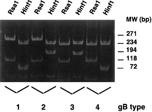 Fig. 1. Restriction digest patterns for gB types 1-4: Digestion with Rsa1 distinguishes types 1 and 2 from 3 and 4, whereas digestion with Hinf1 distinguishes 1 from 2 and 3 from 4. All lysates from four patients were amplified with primers gB1292 × gB1676. Aliquots of the first round of PCR were then amplified with primers gB1292 × gB1613. Products of the second round of amplification were digested with Rsa1 or Hinf1. Restriction digests were resolved on 10% polyacrylamide gels and stained with ethidium bromide. φχ176 HaeIII marker DNA was used to estimate molecular weight (lanes not shown). The DNA used for PCR template for gB types 1-3 were obtained from clinical isolates propagated on foreskin fibroblasts. The gB type 4 PCR product was directly amplified from cells harvested from a long-term marrow culture established from a patient with graft failure.