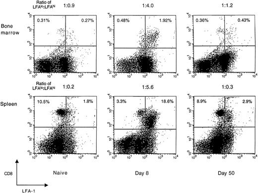Fig. 1. LFA-1 expression on CD8+ T cells during acute LCMV infection. Expression of the activation/memory marker, LFA-1 (CD18), on CD8+ T cells in the spleen and femoral bone marrow of naive and LCMV-infected BALB/c mice was studied using FACS analysis. Splenic and bone marrow–localized CD8+ T cells exhibited similar patterns of LFA-1 surface expression that peaked at day 8 and then declined to homeostatic levels by 50 days postinfection. Data shown are representative of ≥3 independent experiments, each with similar results. CD8+ cells are shown on the vertical axis and LFA-1+ cells on the horizontal axis, with the ratio of LFAlo:LFAhi CD8+ T cells shown above each panel. Each dot plot represents 30,000 acquired events.