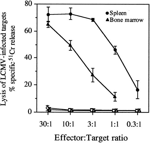 Fig. 2. Persistence of virus-specific CTL responses in the spleen and bone marrow. At 325 days postinfection, LCMV-immune mice were euthanized, and spleen and bone marrow cells were stimulated in vitro with virus for 5 days. Following stimulation, the antiviral CTL activity of spleen and bone marrow samples was determined by measuring specific 51Cr release from the lysis of LCMV-infected targets. Data represent the mean ±SD of 4 mice. Lysis of LCMV-infected targets is shown with closed symbols and lysis of uninfected targets is shown with open symbols at the indicated E:T ratios.