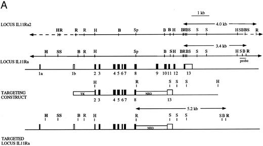 Fig. 1. (A) Disruption of the IL11Ra locus by homologous recombination. Genomic organization of the murine IL11Ra locus encoded by genomic phage clone λ11.452 is shown, with the exons indicated as boxes and numbered and the coding regions shown in black. Dashed lines indicate parts of locus IL11Ra2 that are not homologous with locus IL11Ra. Restriction enzyme sites for locus IL11Ra and IL11Ra252 are indicated. Sites unique to a particular locus are shown in bold. EcoRI (R), BamHI (B), Sac I (S), HindIII (H), and Sph I (Sp). Shown below is the targeting vector containing the 5′ and 3′ regions of homology and the cDNAs encoding neomycin transferase (NEO) and thymidine kinase (TK) and the recombinant IL11Ra locus. The probe used in Southern screening of embryonic stem cells and tail biopsies and the expected sizes of the endogenous IL11Ra (3.4 kb), targeted IL11Ra (5.2 kb), and endogenous IL11Ra2 (4.0 kb) loci after EcoRI restriction digest are indicated. (B) Southern analysis of EcoRI-digested genomic DNA extracted from a litter derived from a cross between heterozygous IL11Ra+/− mice showing heterozygous, homozygous IL11Ra−/−, and wild-type IL11Ra+/+ mice. Sizes of the endogenous IL11Ra (3.4 kb) and the targeted IL11Ra (5.2 kb) loci are indicated, as is the band for the IL11Ra2 locus (4.0 kb).