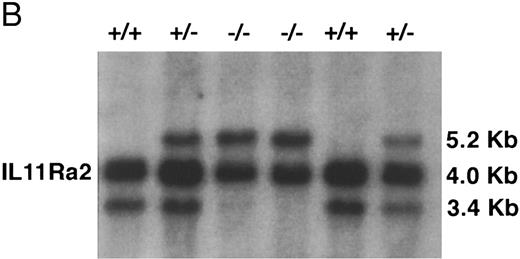 Fig. 1. (A) Disruption of the IL11Ra locus by homologous recombination. Genomic organization of the murine IL11Ra locus encoded by genomic phage clone λ11.452 is shown, with the exons indicated as boxes and numbered and the coding regions shown in black. Dashed lines indicate parts of locus IL11Ra2 that are not homologous with locus IL11Ra. Restriction enzyme sites for locus IL11Ra and IL11Ra252 are indicated. Sites unique to a particular locus are shown in bold. EcoRI (R), BamHI (B), Sac I (S), HindIII (H), and Sph I (Sp). Shown below is the targeting vector containing the 5′ and 3′ regions of homology and the cDNAs encoding neomycin transferase (NEO) and thymidine kinase (TK) and the recombinant IL11Ra locus. The probe used in Southern screening of embryonic stem cells and tail biopsies and the expected sizes of the endogenous IL11Ra (3.4 kb), targeted IL11Ra (5.2 kb), and endogenous IL11Ra2 (4.0 kb) loci after EcoRI restriction digest are indicated. (B) Southern analysis of EcoRI-digested genomic DNA extracted from a litter derived from a cross between heterozygous IL11Ra+/− mice showing heterozygous, homozygous IL11Ra−/−, and wild-type IL11Ra+/+ mice. Sizes of the endogenous IL11Ra (3.4 kb) and the targeted IL11Ra (5.2 kb) loci are indicated, as is the band for the IL11Ra2 locus (4.0 kb).