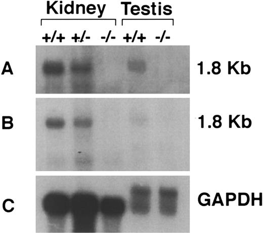 Fig. 2. Confirmation of null mutation by Northern analysis of poly(A)+ mRNA extracted from kidneys and testes of IL11Ra+/+, IL11Ra+/−, and IL11Ra−/− mice. The blot was initially examined with a probe encoding the deleted region of the IL11Ra locus (A) and then with a probe situated in the locus 5′ of the deleted region (B) and rat GAPDH to compare mRNA loading (C). The size of the transcript is indicated.