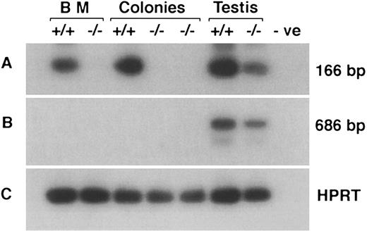 Fig. 3. RT-PCR showing the absence of IL11Ra transcript and absence of expression of IL11Ra2 transcript in bone marrow (BM) cells and hematopoietic colonies from cultures stimulated with EPO, SCF, and IL-11. RT-PCR products encoding the deleted exons of IL11Ra locus (A), transcripts from IL11Ra2 locus (B), and HPRT gene (C) were examined by Southern hybridization with radiolabeled internal oligonucleotide probes. Testis that expresses both transcripts is included as a positive control. The product seen in IL11Ra−/− testis (A) is due to the 99% nucleotide identity displayed by transcripts from the two loci in the coding region. Negative (-ve; no cDNA) control is indicated.
