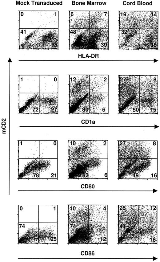 Fig. 1. Transduced dendritic cells express critical costimulatory molecules and surface markers. CD34+ bone marrow and cord blood progenitors were cultured in complete IMDM-20% FCS with c-kit-ligand, GM-CSF, and TNFα. Proliferating cells were transduced on day 3 of culture by cocultivation for 24 hours and were recultured in original media with fresh cytokines for an additional 8 to 10 days. Two-color cytofluorographic evaluation was performed with FITC-conjugated rat antimurine CD2 and the indicated PE-conjugated murine antihuman MoAbs. Mock-transduced cells were cocultivated with an empty packaging cell line and are represented here by those derived from cord blood CD34+ cells. The percentage of total gated events is indicated in each quadrant.