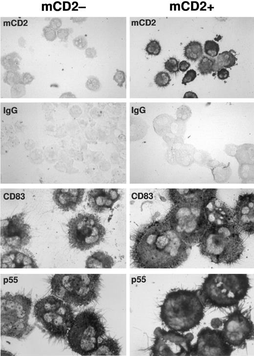Fig. 2. Transduced and mock-transduced CD34+ progenitors differentiate into dendritic cells expressing typical morphology and dendritic cell markers CD83 and p55. CD34+ cord blood progenitors were cultured in complete IMDM-20% FCS with c-kit-ligand, GM-CSF, and TNFα and transduced on day 3 of culture. Cells were recultured after transduction in original media with replenished cytokines for an additional 8 to 10 days. Washed cells were cytofluorographically sorted into two populations based on the presence or absence of surface mCD2 and were then processed for immunostaining. To enrich for dendritic cells only, plastic nonadherent cells showing high forward and side scatter properties were collected. Expression of murine CD2, p55, and CD83 was detected by immunocytochemistry on cytocentrifuged, acetone-fixed cells using a standard alkaline phosphatase-based staining method. The mock-transduced population served as its own control for murine CD2 staining in the transduced population. An IgG isotype control for CD83 and p55 staining is illustrated for each of the mock-transduced and transduced populations. CD40 and S100 staining were also comparable in each population (not shown).
