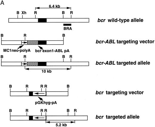 Fig. 1. (A) bcr-targeting constructs. The structure of the bcr gene in the proximity of exon 1, the bcr-ABL targeting replacement vector and the predicted structure of the targeted bcr locus after homologous recombination, the bcr targeting vector, and the predicted structure of the bcr targeted allele. Only the relevant restriction sites are shown. B, BamHI; Xh, Xho I; R, EcoRI. Horizontal single arrows indicate the direction of transcription of the MC1-neo-pA and PGK-hyg-pA cassettes. Expected lengths of restriction fragments diagnostic for homologous recombination are indicated by double-headed arrows. The probe used to detect the homologous recombination events (BRA) in Southern filter hybridizations is indicated. (B) Expression of the bcr-ABLp190 fusion gene in ES cells and in chimeric mouse tissues. mRNA was obtained from ES clones with bcr-ABL targeted alleles and from different chimeric mouse tissues. Reverse transcriptase was performed on cDNA made from each RNA preparation using primers specific for BCR-ABL cDNA. Products of the PCR reactions were separated on 1.2% agarose and hybridized with a specific internal oligo as a probe (5′-CCTTCAGCGGCCAGTAGCATCTGACTT-3′). ES-SA1 is a bcr-ABL/bcr+ ES clone and ES-SA0 is a bcr-ABL/bcr− ES clone.