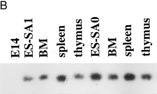 Fig. 1. (A) bcr-targeting constructs. The structure of the bcr gene in the proximity of exon 1, the bcr-ABL targeting replacement vector and the predicted structure of the targeted bcr locus after homologous recombination, the bcr targeting vector, and the predicted structure of the bcr targeted allele. Only the relevant restriction sites are shown. B, BamHI; Xh, Xho I; R, EcoRI. Horizontal single arrows indicate the direction of transcription of the MC1-neo-pA and PGK-hyg-pA cassettes. Expected lengths of restriction fragments diagnostic for homologous recombination are indicated by double-headed arrows. The probe used to detect the homologous recombination events (BRA) in Southern filter hybridizations is indicated. (B) Expression of the bcr-ABLp190 fusion gene in ES cells and in chimeric mouse tissues. mRNA was obtained from ES clones with bcr-ABL targeted alleles and from different chimeric mouse tissues. Reverse transcriptase was performed on cDNA made from each RNA preparation using primers specific for BCR-ABL cDNA. Products of the PCR reactions were separated on 1.2% agarose and hybridized with a specific internal oligo as a probe (5′-CCTTCAGCGGCCAGTAGCATCTGACTT-3′). ES-SA1 is a bcr-ABL/bcr+ ES clone and ES-SA0 is a bcr-ABL/bcr− ES clone.