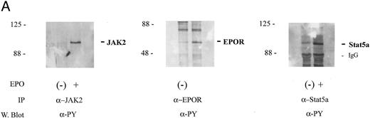 Fig. 2. HCP associates constitutively with the EPO receptor in SKT6 cells but is not tyrosine phosphorylated in response to EPO. (A) SKT6 cells were exposed to EPO at the concentrations and intervals described in the Materials and Methods and Results. JAK2, EPO receptors, and Stat5a then were immunoprecipitated from Triton-X 100 lysates, and levels of tyrosine phosphorylation of these factors were assayed by Western blotting with antibodies to phosphotyrosine (α-PY). (B) SKT6 cells were exposed to EPO (±50 U/mL) for 7.5 minutes and cell lysates were prepared as detailed in the Materials and Methods. HCP and EPO receptor complexes then were isolated by immunoprecipitation (IP) and were detected by Western blotting (W. blot). In the upper panel, the coimmunoprecipitation of HCP with EPO receptor complexes is shown. This association was constitutive, was observed in three independent experiments, and was not detectably modulated by EPO exposure. In the lower panel, levels of tyrosine phosphorylation of HCP in control versus EPO-stimulated cells were compared via the Western blotting of HCP immunoprecipitates with the α-PY antibody, 4G10.