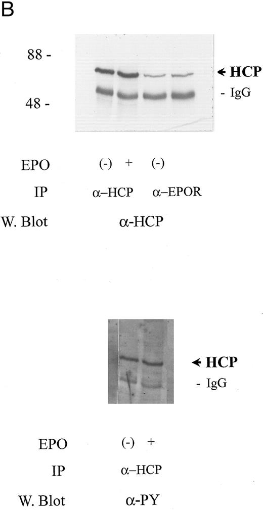 Fig. 2. HCP associates constitutively with the EPO receptor in SKT6 cells but is not tyrosine phosphorylated in response to EPO. (A) SKT6 cells were exposed to EPO at the concentrations and intervals described in the Materials and Methods and Results. JAK2, EPO receptors, and Stat5a then were immunoprecipitated from Triton-X 100 lysates, and levels of tyrosine phosphorylation of these factors were assayed by Western blotting with antibodies to phosphotyrosine (α-PY). (B) SKT6 cells were exposed to EPO (±50 U/mL) for 7.5 minutes and cell lysates were prepared as detailed in the Materials and Methods. HCP and EPO receptor complexes then were isolated by immunoprecipitation (IP) and were detected by Western blotting (W. blot). In the upper panel, the coimmunoprecipitation of HCP with EPO receptor complexes is shown. This association was constitutive, was observed in three independent experiments, and was not detectably modulated by EPO exposure. In the lower panel, levels of tyrosine phosphorylation of HCP in control versus EPO-stimulated cells were compared via the Western blotting of HCP immunoprecipitates with the α-PY antibody, 4G10.